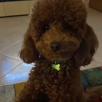 Barboncino nano Red per monta