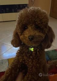 Barboncino nano Red per monta