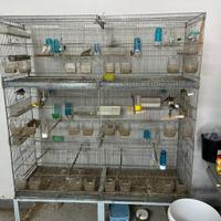 Canarini, Ibridi incardellati, gabbie e batterie