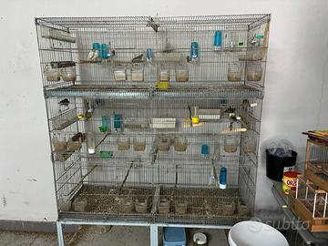 Canarini, Ibridi incardellati, gabbie e batterie