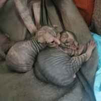 Cuccioli sphynx /gatto nudo