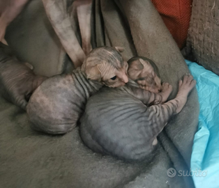 Cuccioli sphynx /gatto nudo