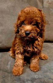 Cuccioli barboncino