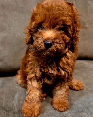 Cuccioli barboncino