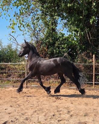 Cavallo frisone