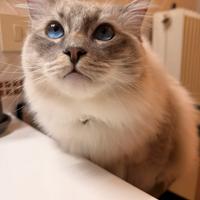 Ragdoll maschio disponibile per la monta