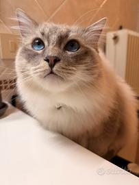 Ragdoll maschio disponibile per la monta