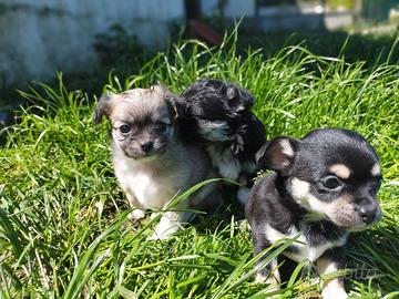 Cucciolata chihuahua Toy