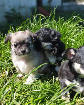 Cucciolata chihuahua Toy