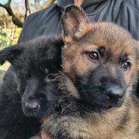 Cuccioli Pastore Tedesco