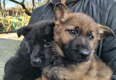 Cuccioli Pastore Tedesco