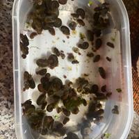 Lumache per acquario