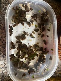 Lumache per acquario