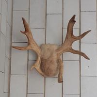 Palco di renna norvegese