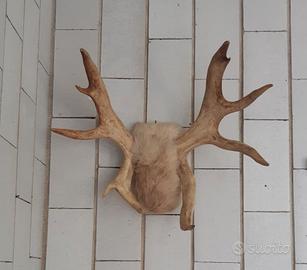 Palco di renna norvegese