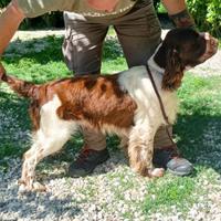 Springer Spaniel Inglese