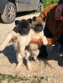 Akita Americano Cuccioli