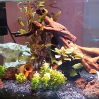 Acquario 50 lt. con allestimento completo