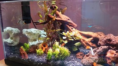 Acquario 50 lt. con allestimento completo