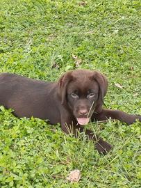 Labrador cioccolato cuccioli