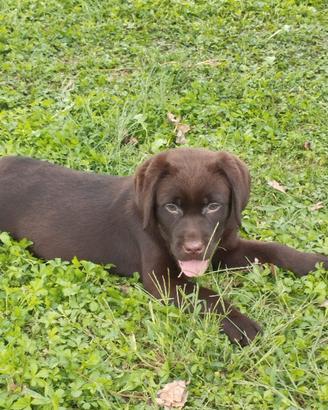 Labrador cioccolato cuccioli