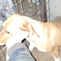 Beagle/bassotto pronto caccia