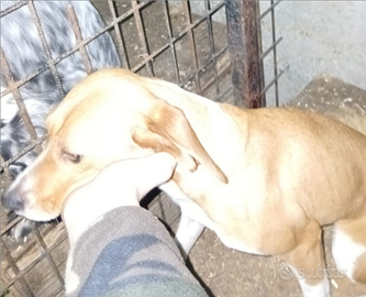 Beagle/bassotto pronto caccia