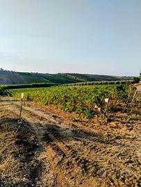 Terreno agricolo Menfi