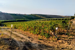 Terreno agricolo Menfi