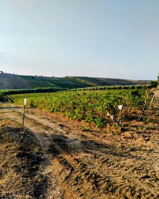 Terreno agricolo Menfi