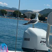 Fuoribordo Yamaha 250