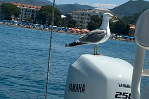 Fuoribordo Yamaha 250