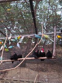 Bantam