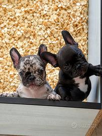 Bulldog francesi disponibili