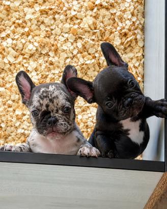 Bulldog francesi disponibili