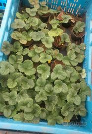 piantine di fragole 
