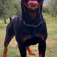 Cuccioli rottweiler