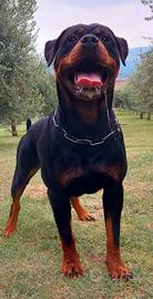 Cuccioli rottweiler