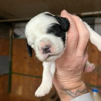 Cuccioli setter inglese