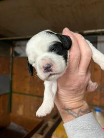 Cuccioli setter inglese