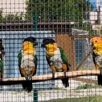 Maschi di caicco a testa nera