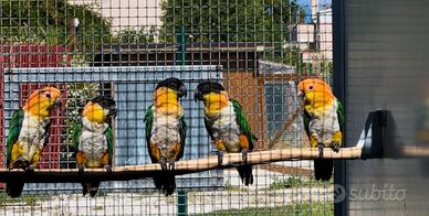 Maschi di caicco a testa nera