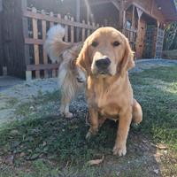 Cat Sitter e Dog Sitter +pensione 