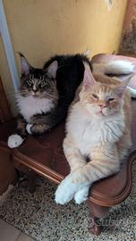 Gatti maine coon