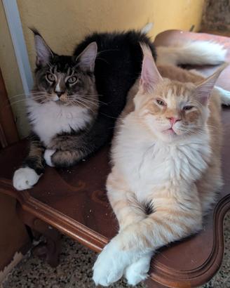 Gatti maine coon