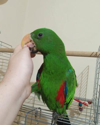 Ecletto