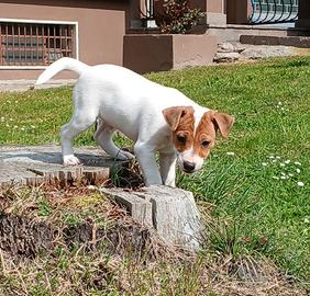 Cucciolo maschio jack russel