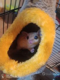 Petauri dello zucchero più voliera