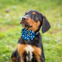 Cucciolo dobermann mix