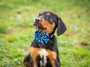 Cucciolo dobermann mix